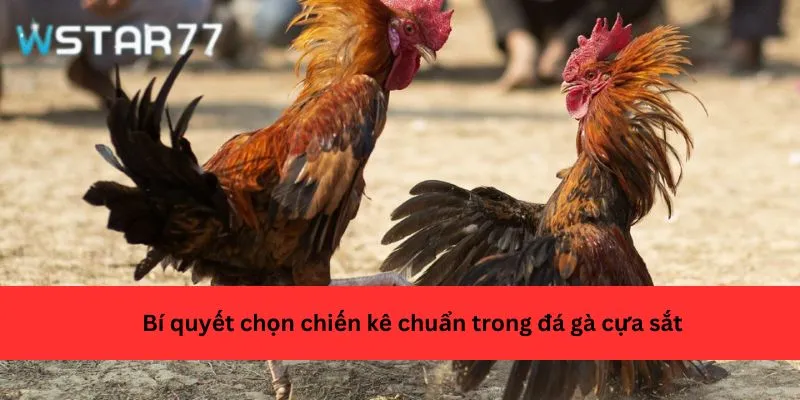 Bí quyết chọn chiến kê chuẩn trong đá gà cựa sắt
