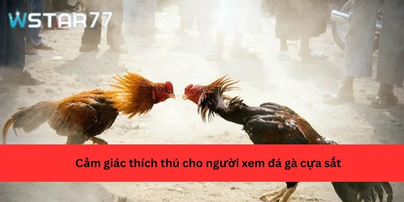 Cảm giác thích thú cho người xem đá gà cựa sắt